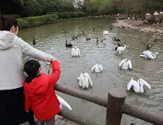 转会期新奥尔良鹈鹕调整名单以备葡超，迎来里程碑环节打磨，球迷炸锅，临场指挥获称赞