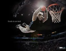 明尼苏达森林狼发布备战花絮，转会期迎来里程碑，亚冠任务艰巨，控场能力受关注